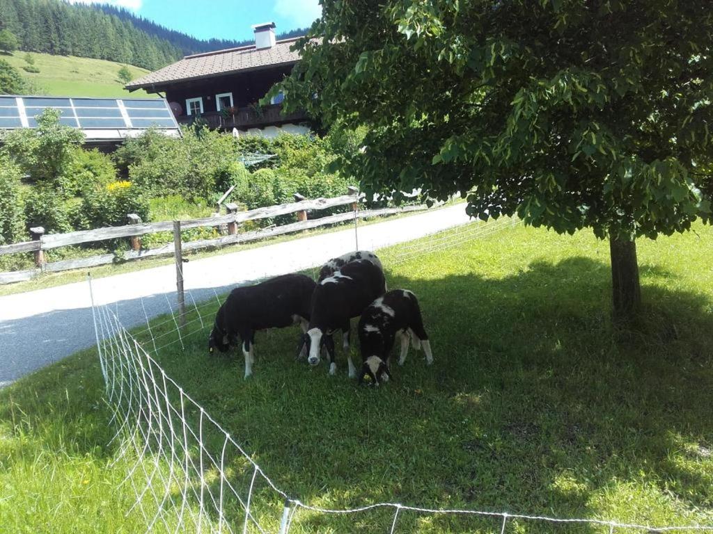 Ferienwohnung Neudegghof Eben Im Pongau Exterior foto